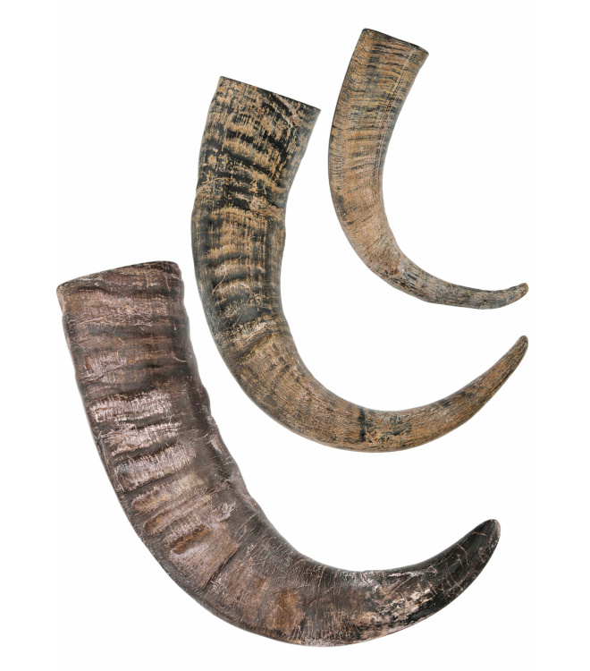 Trinkhorn, Büffel Horn, verschiedene Größen