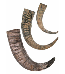 Trinkhorn, Büffel Horn, verschiedene Größen