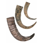 Trinkhorn, Büffel Horn, verschiedene Größen